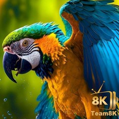Team8K ELITE X5⚡90 TOP Limited Edition⚡VIP Rec⚡vs. all empty vseebox elite